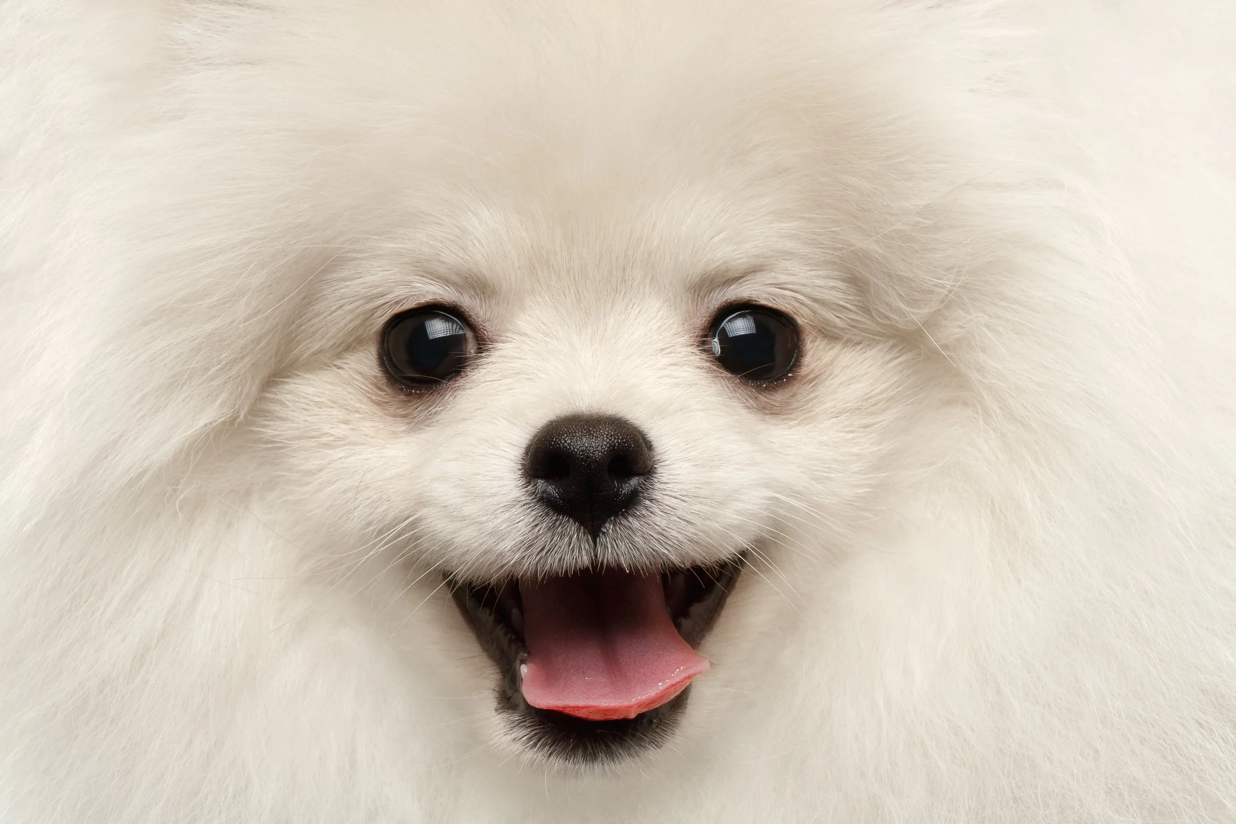 CANNA-PET | Pomeranian Breed Guide
