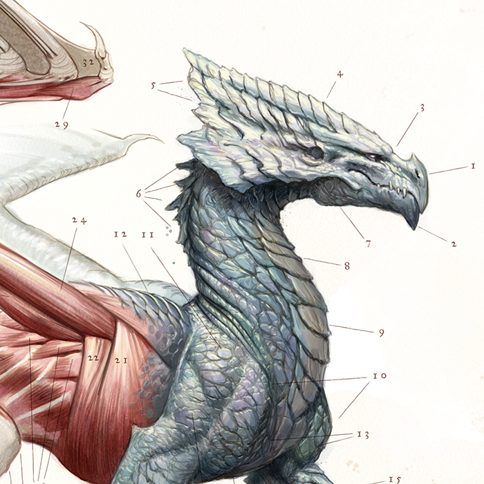 Классификация драконов. Полосатый дракон. Сколько голов было у дракона. Стоглавый дракон ладон. Сколько голов было у дракона.