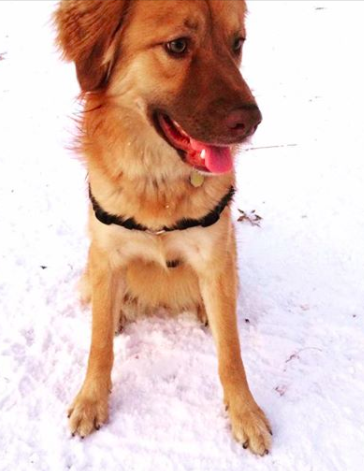 A picture of Erika's dog Rogue