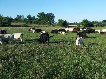 Beef cows at Health Hero Farm grazing fresh pasture in South Hero