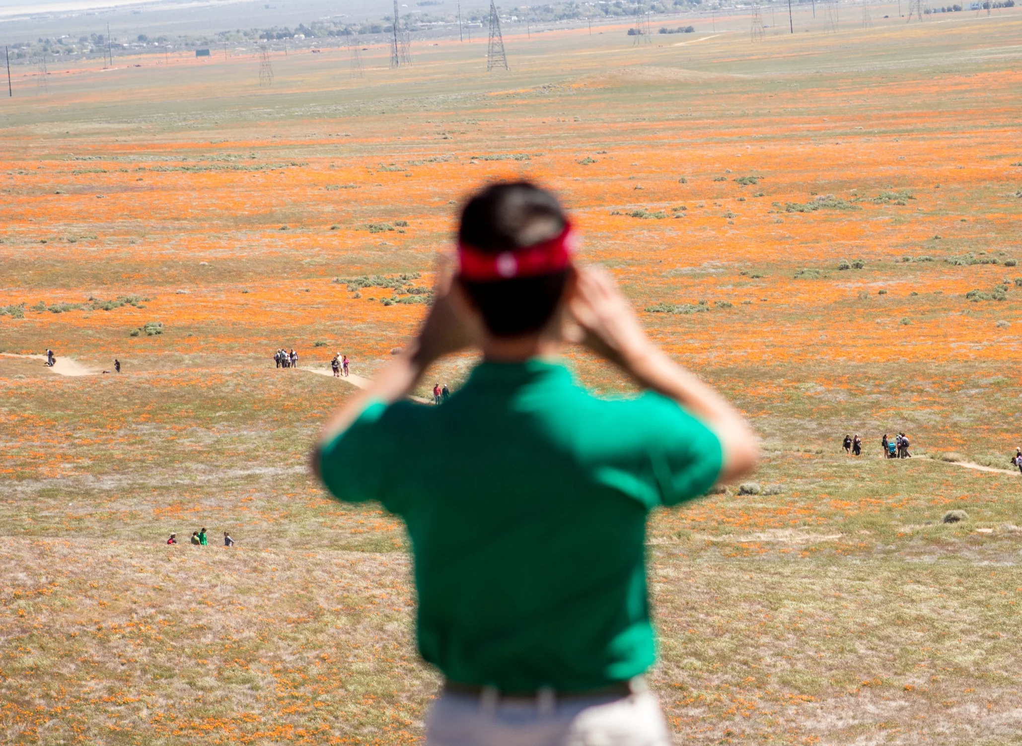 Blurry_FromBehind_Poppies.jpg