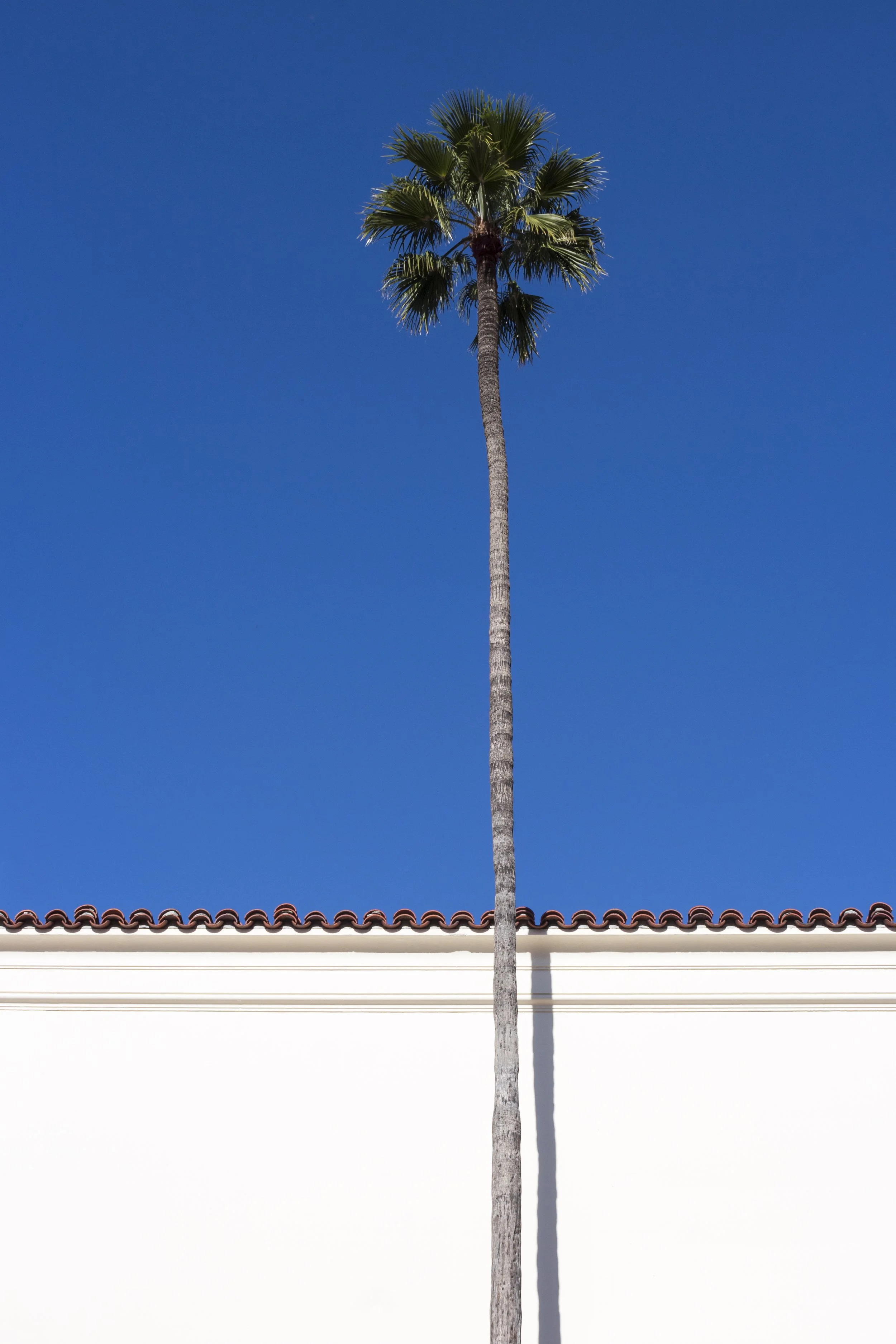 PalmTree_Shadow_Minimal.jpg