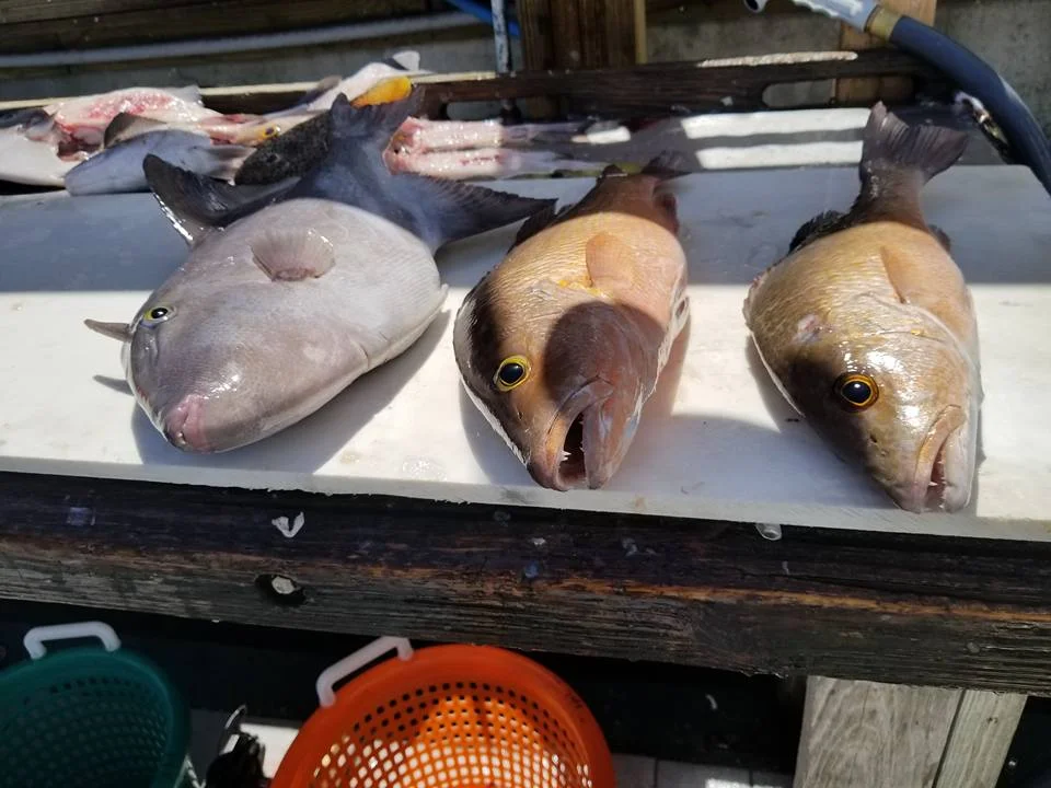 Salty Goat trigger fish