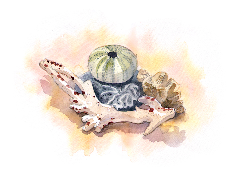 Coral & Sea Urchin