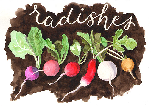 Radishes