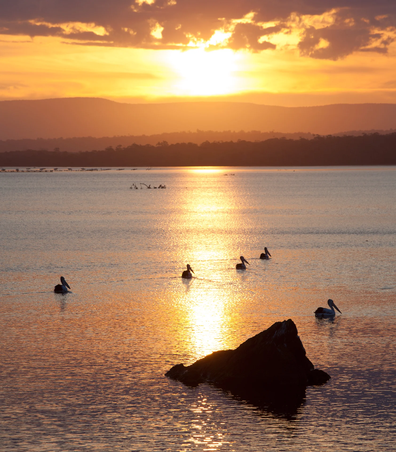 Pelican Sunrise