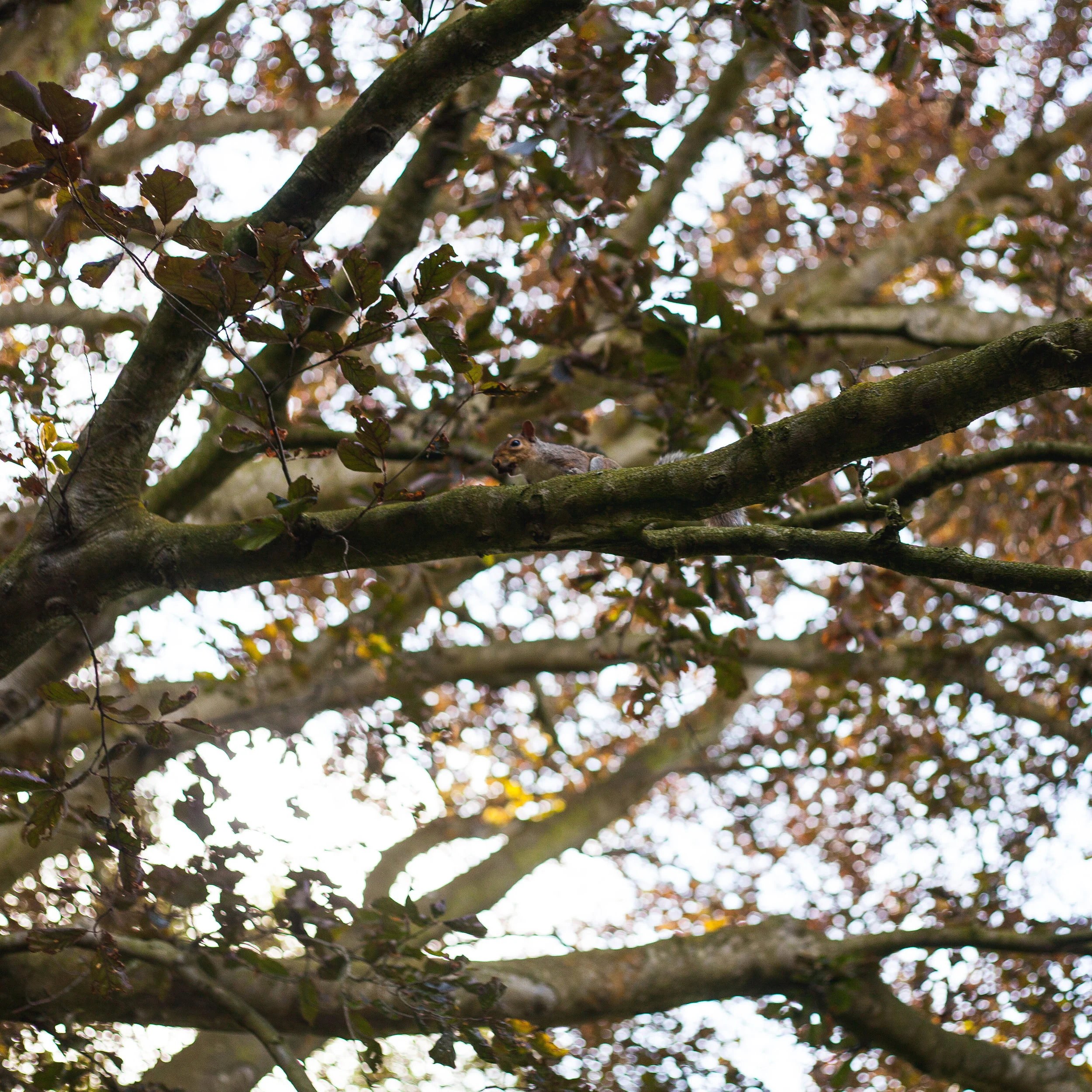 Canon 50mm f/1.8 // Aperture: f/2.8 // Shutter: 1/400 // ISO160
