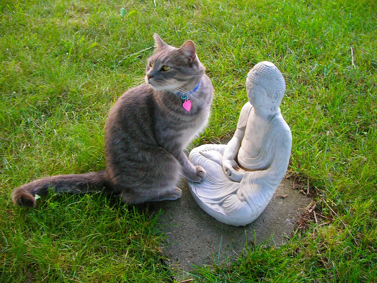 Weezer and the Backyard Buddha, photo by Eileen MacAvery Kane
