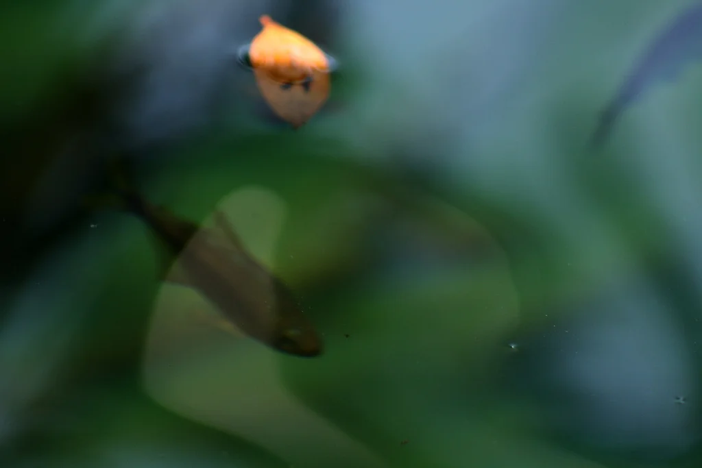 4174954211_b64435e03d_b.jpg