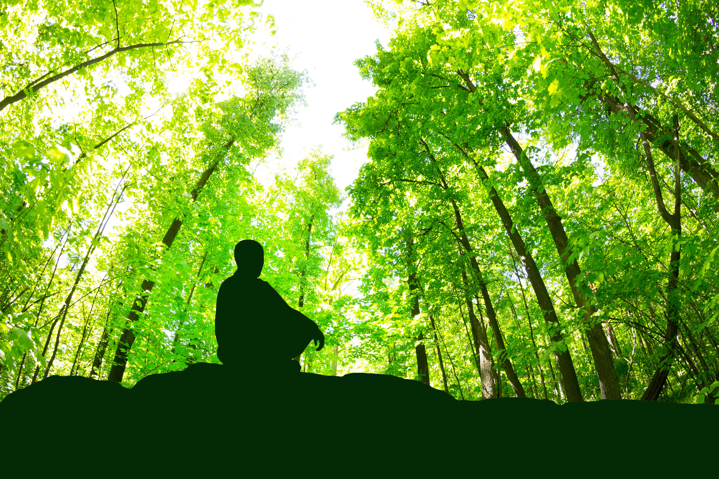 日本通販売  Green Meditation 画材
