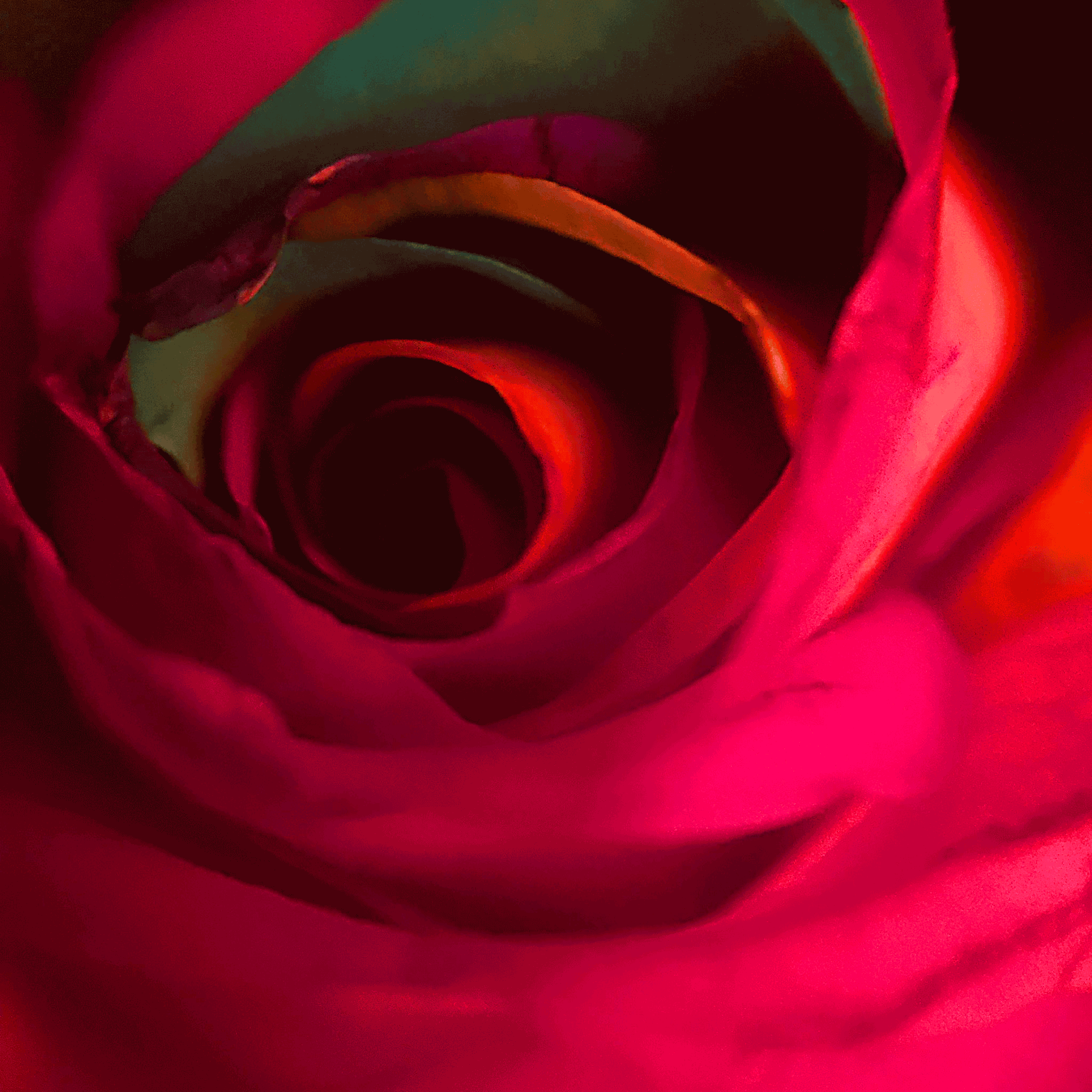 red-rose.gif
