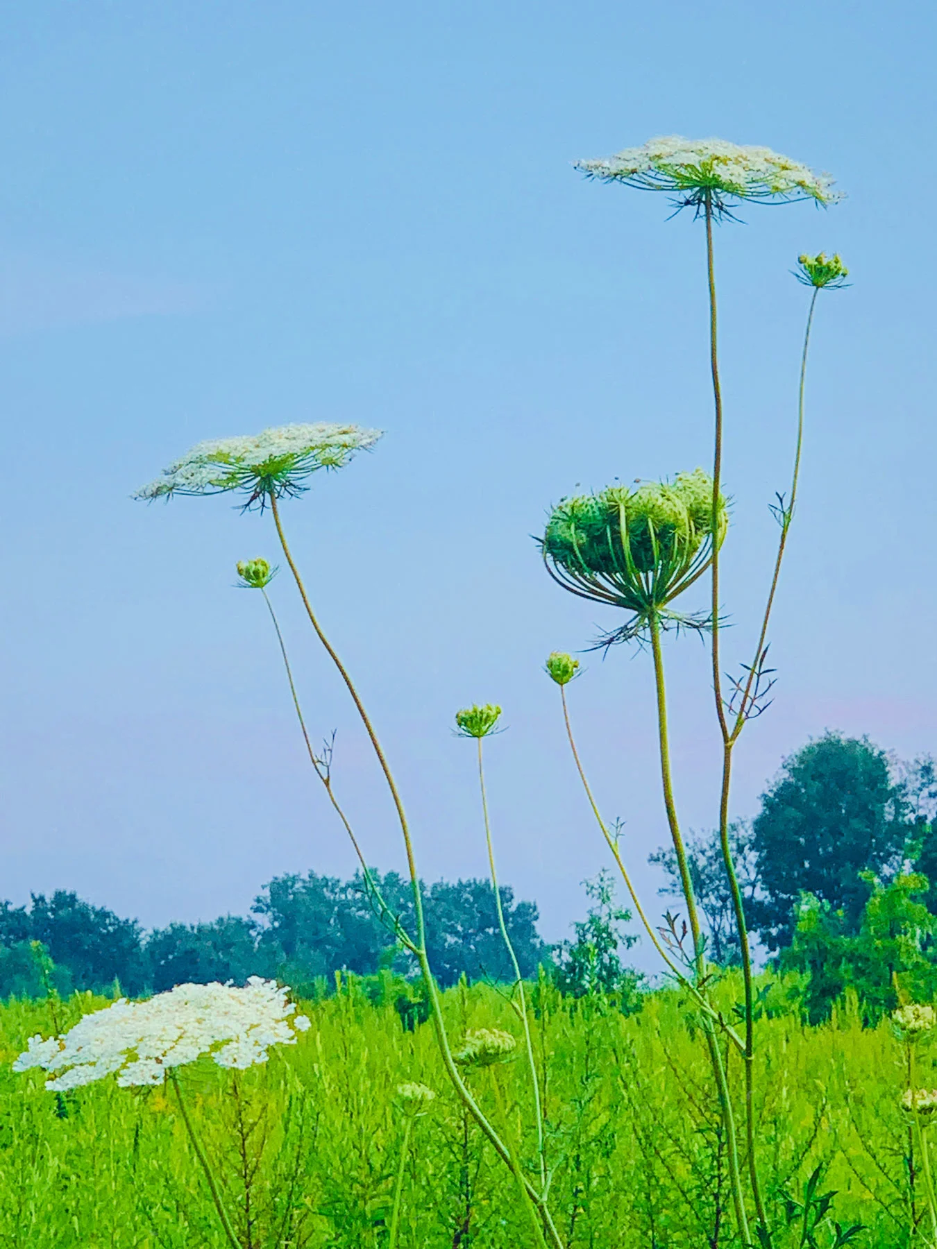 queen-anne-lace.jpg