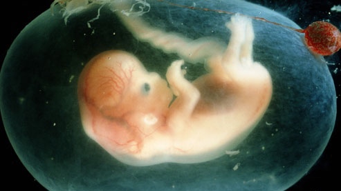 embryo-9.jpg