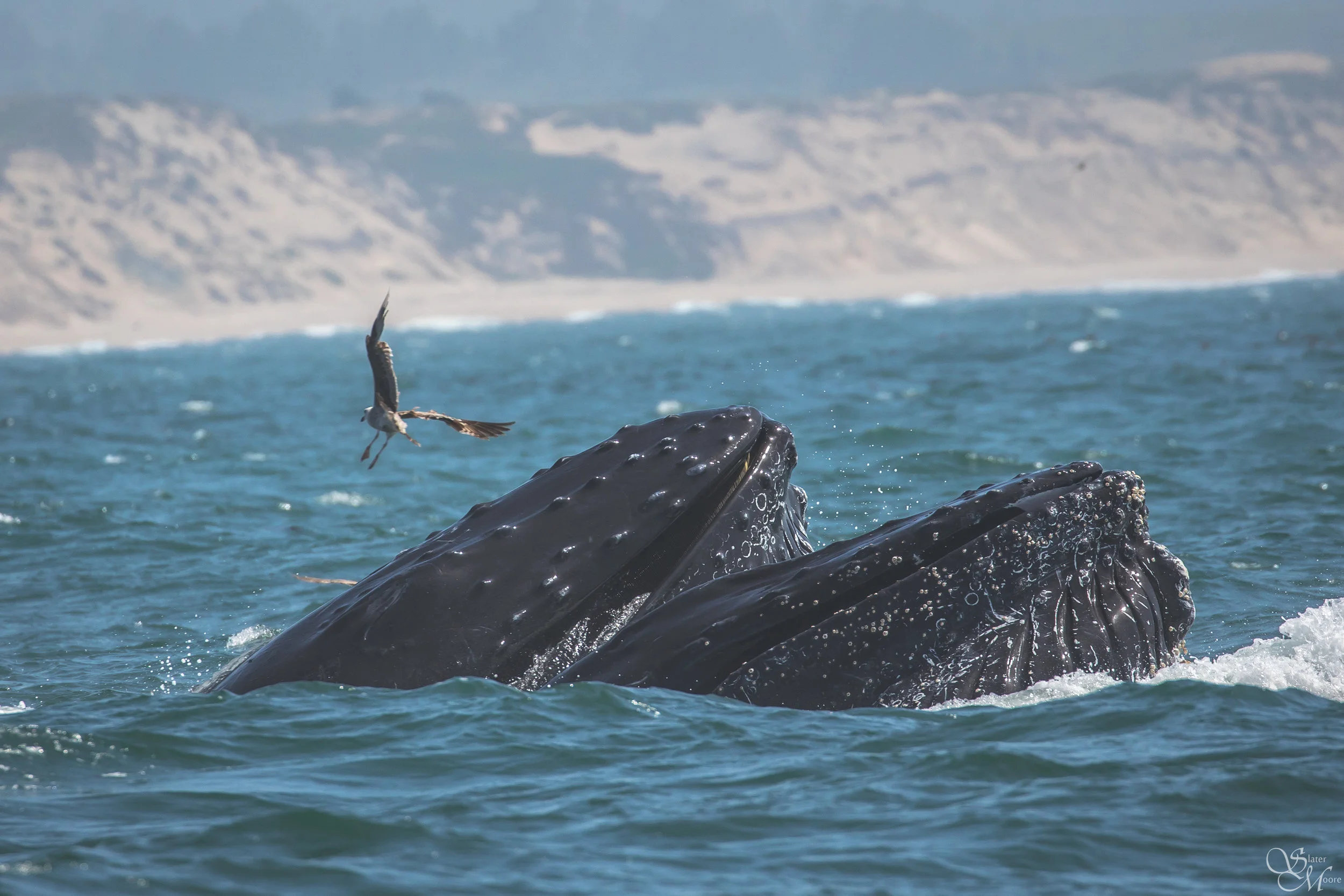 Lunge Feeding Humpback Whales