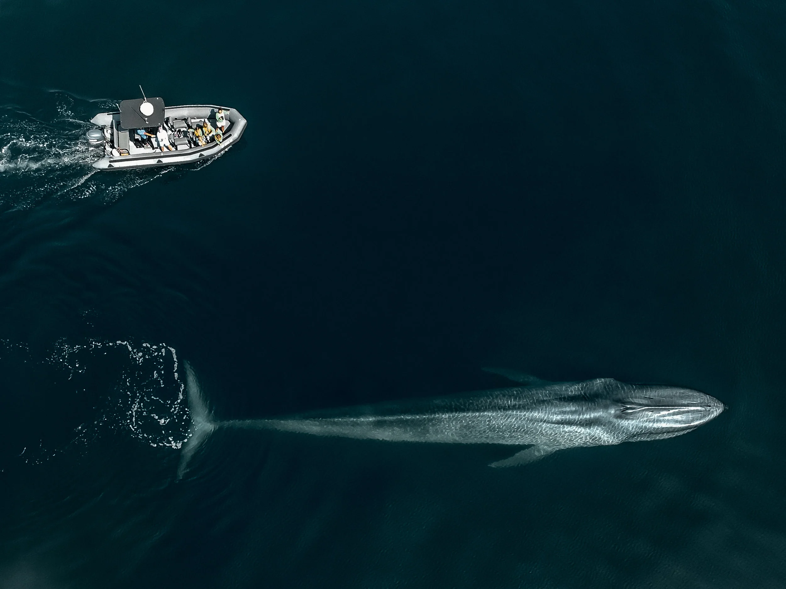 Blue Whale