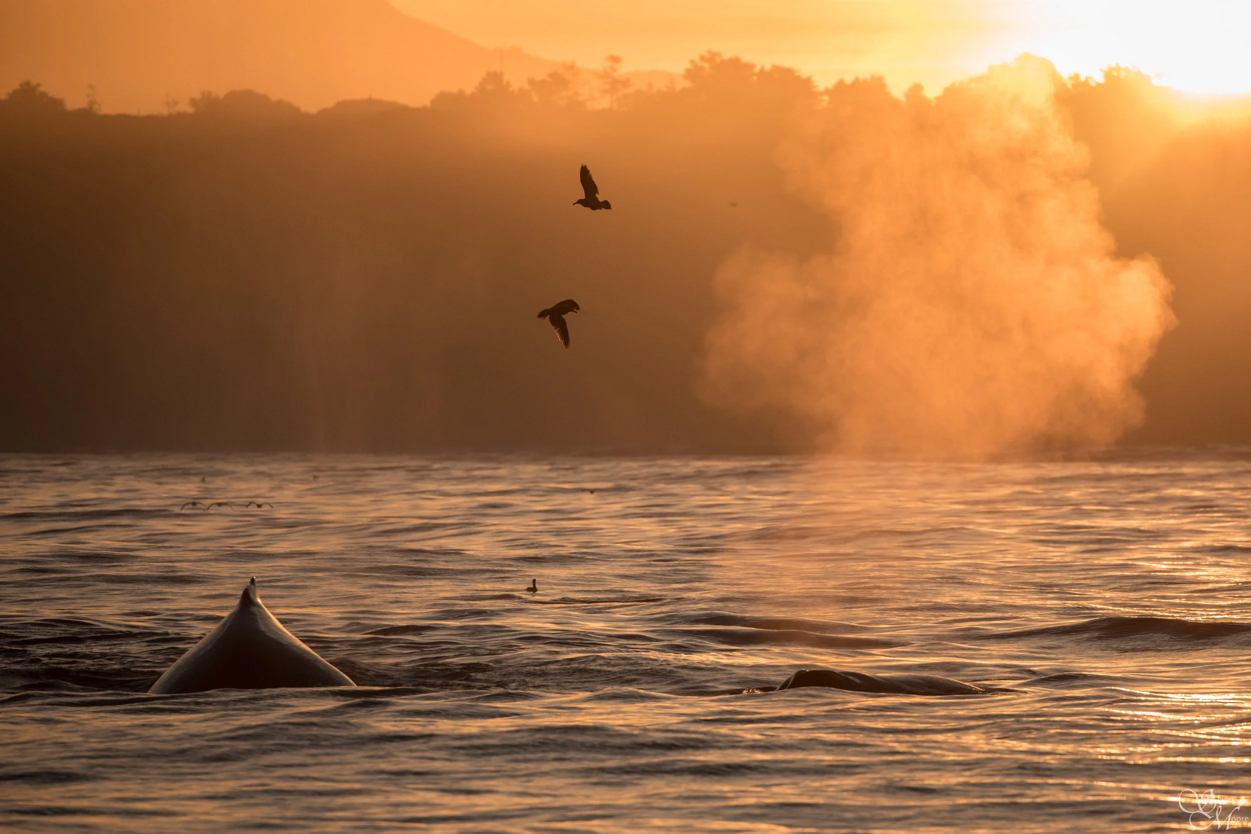 Good Morning Whales
