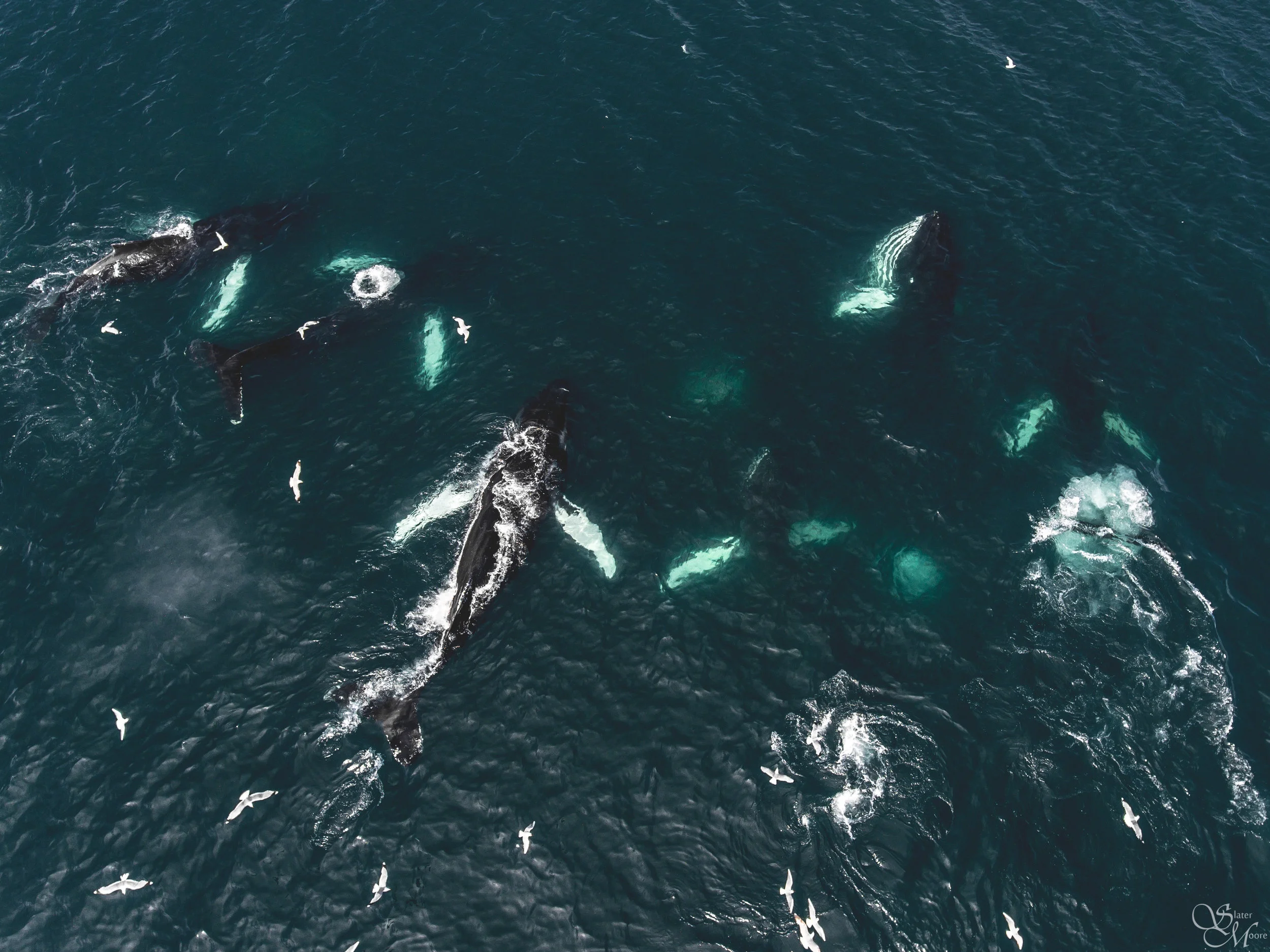 Humpback Whales Iceland