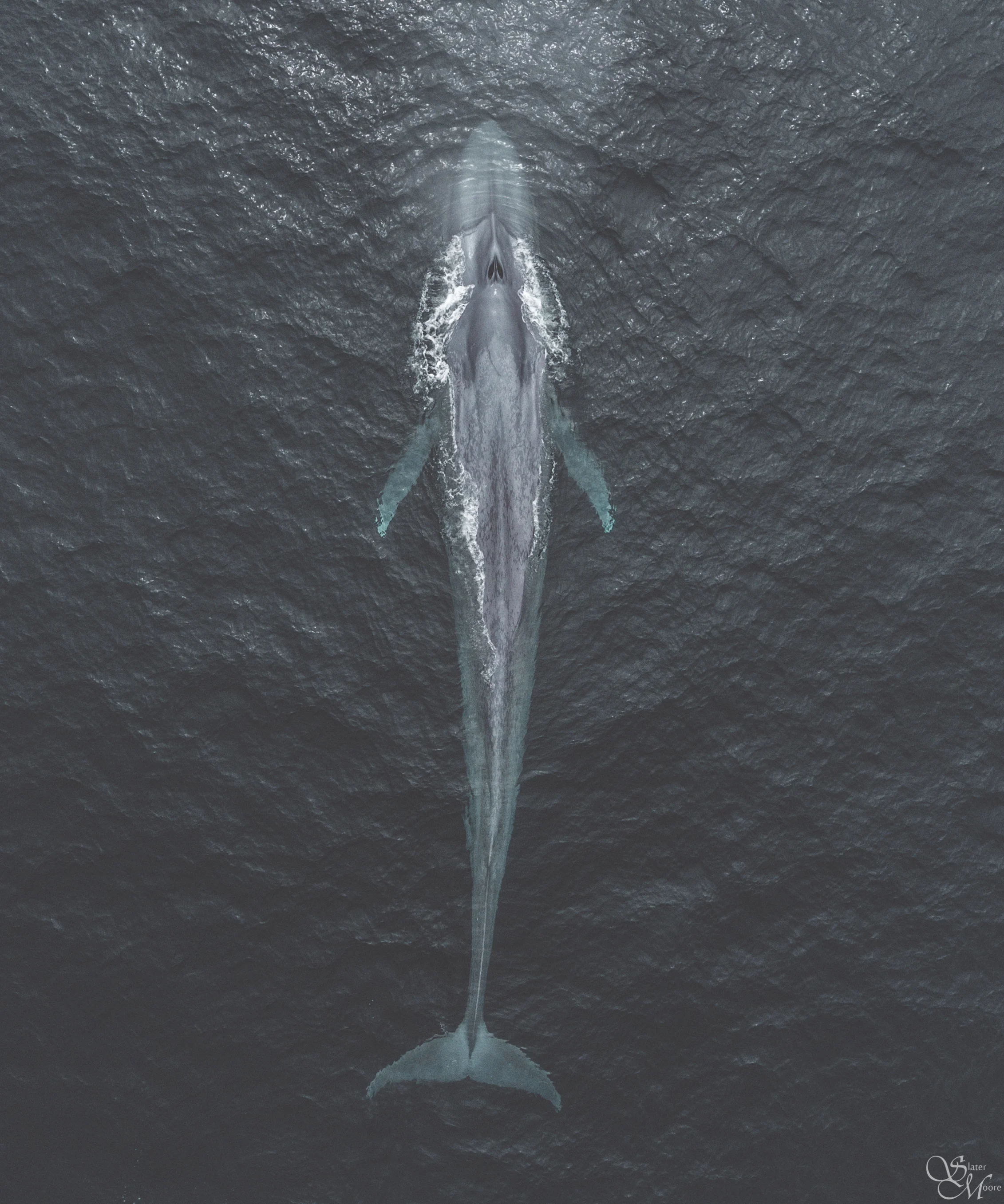 Blue Whale