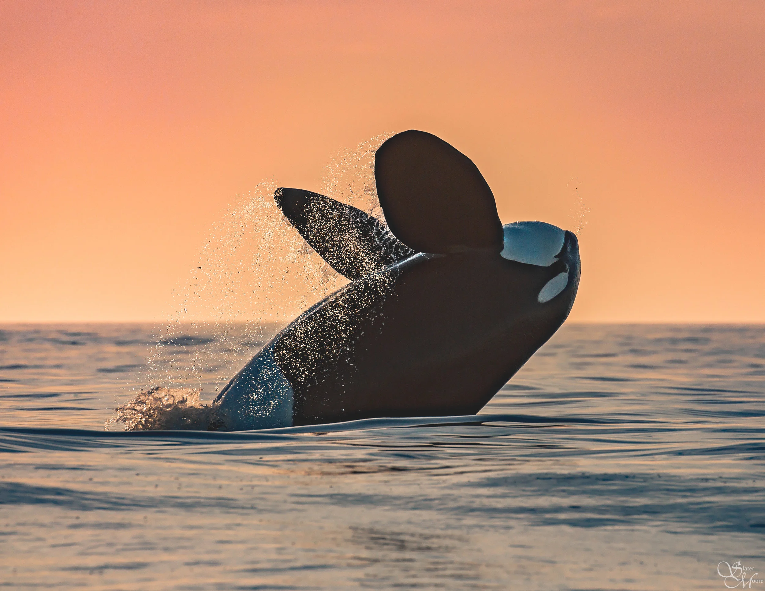 Breach at Sunset