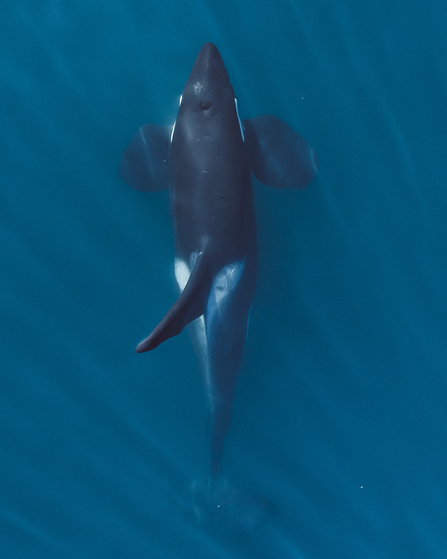 Top down Orca
