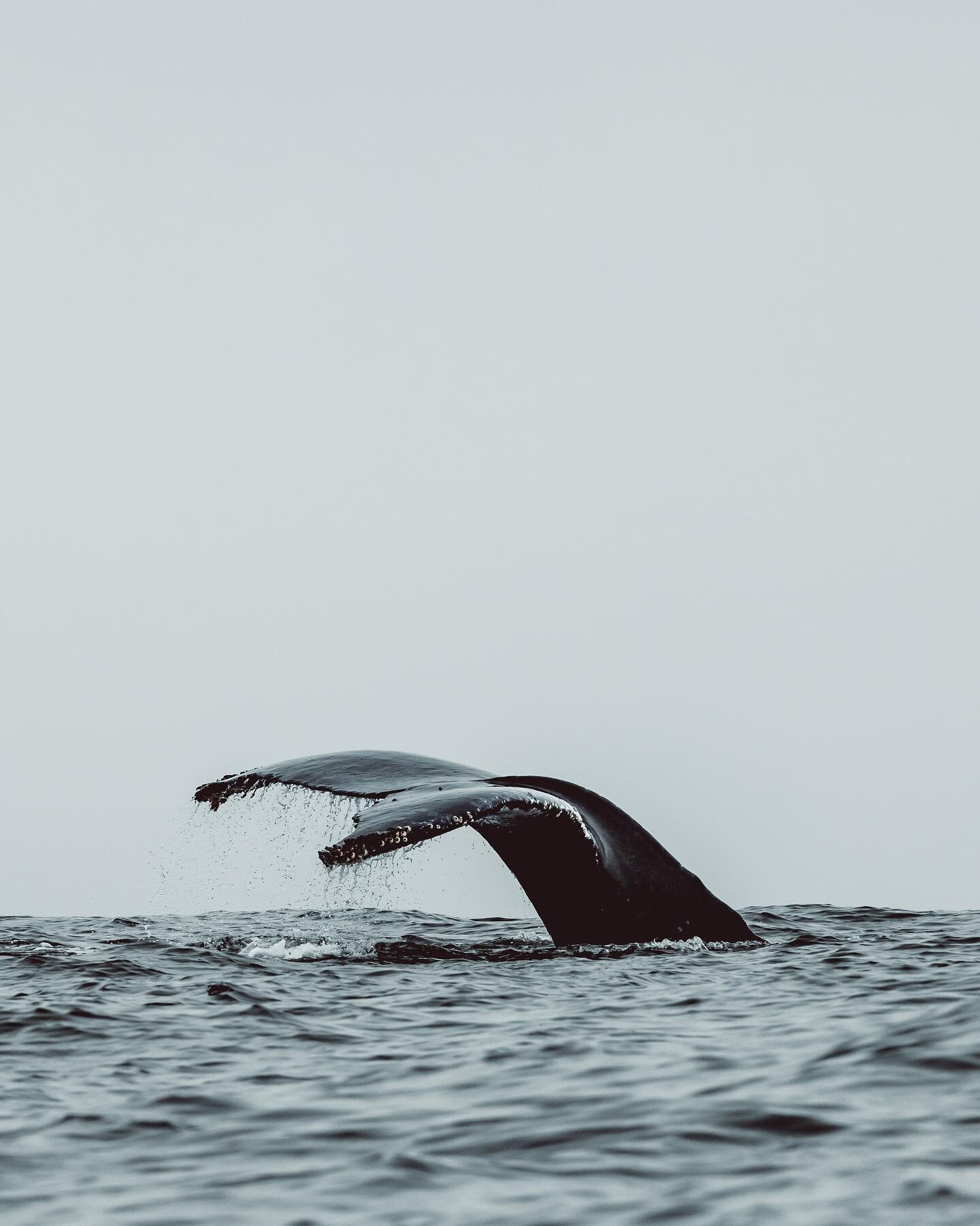 Although foggy mornings can make it tougher on finding whales, once you find them it can be some of my favorite conditions to photograph in. 
-
See the anchovies in the third photo!