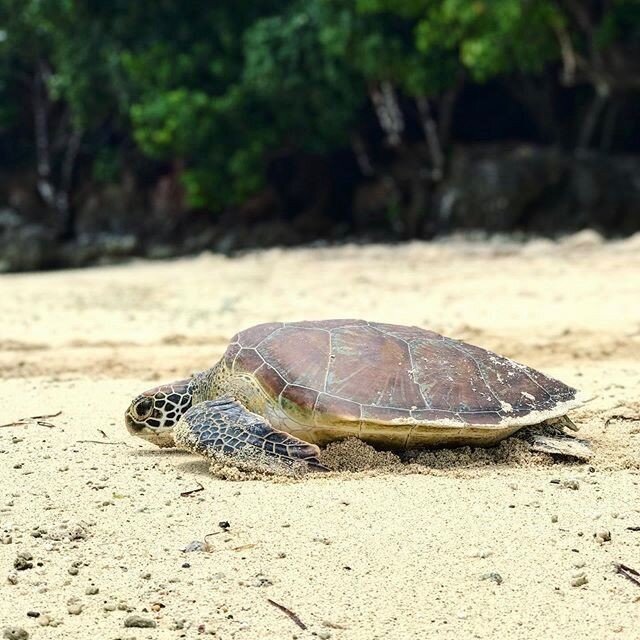Happy World Wildlife Day! Together with our partner the Vatuvara Foundation and in collaboration with the University of the South Pacific, we are conducting sea turtle foraging surveys in northern Lau. The surrounding beaches and sea grass beds of th