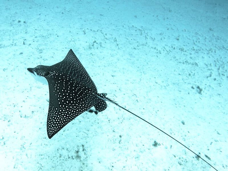 Eagle-ray.jpg