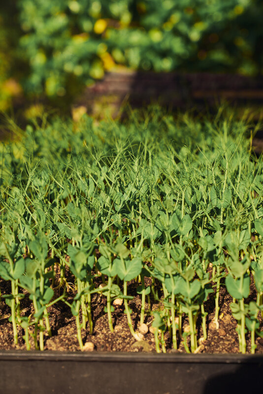 Microgreens2.jpg