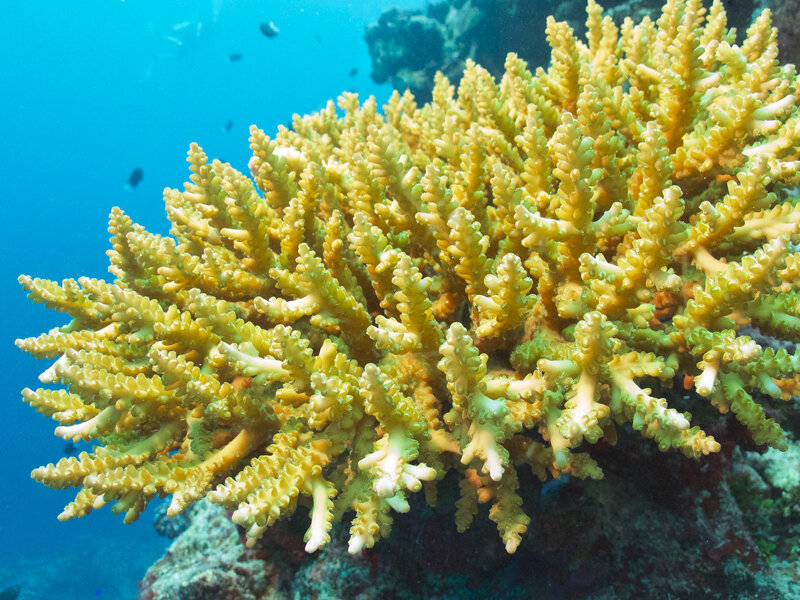 Healthy-coral.jpg