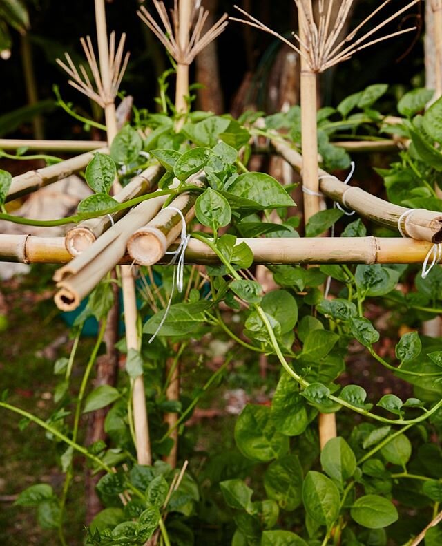 Lynda Miller, our General Manager and Horticulturist, together with her local team are responsible for the variety of organic vegetables and fruits served up daily. Her extensive gardens are the successful result of the island's commitment to self-su