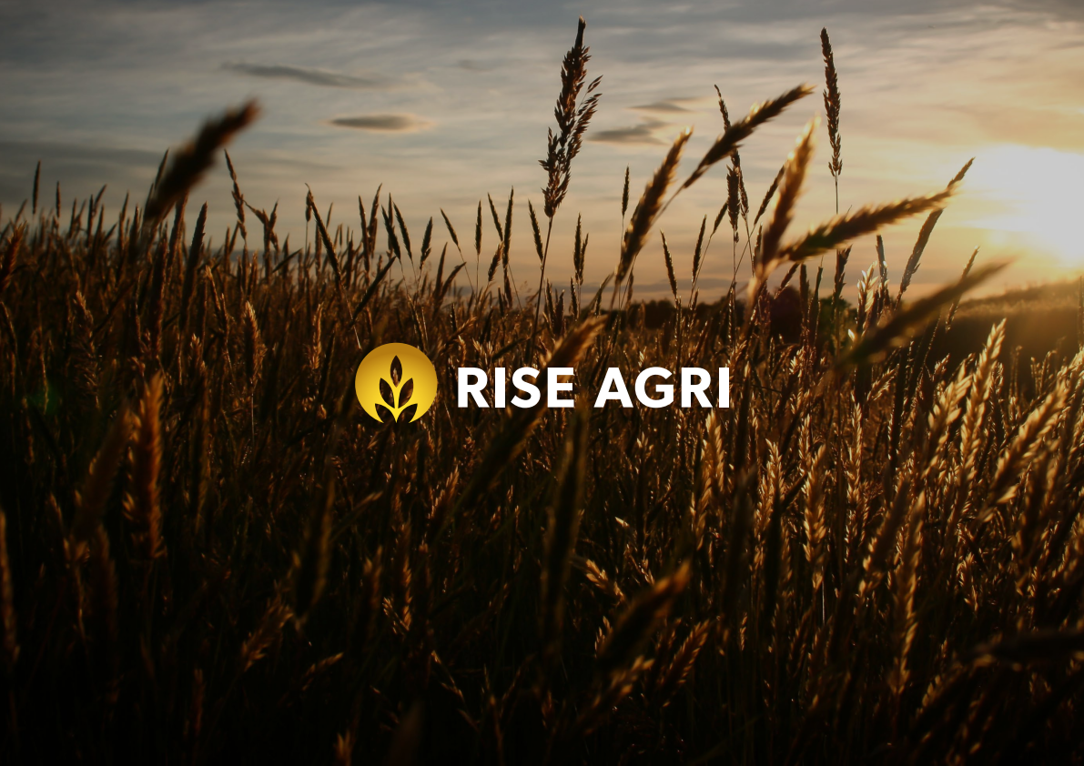 Rise Background.png