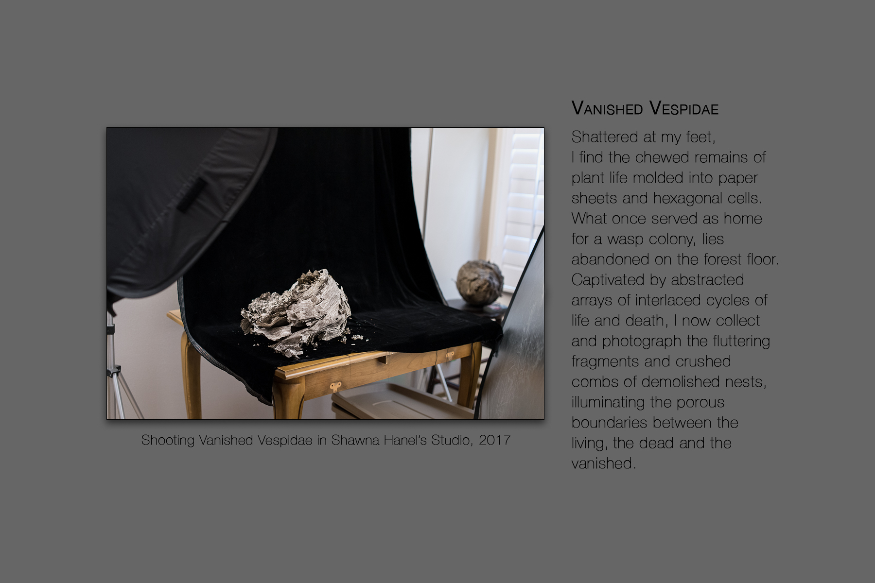 Vanished Vespidae | Abandoned Nests