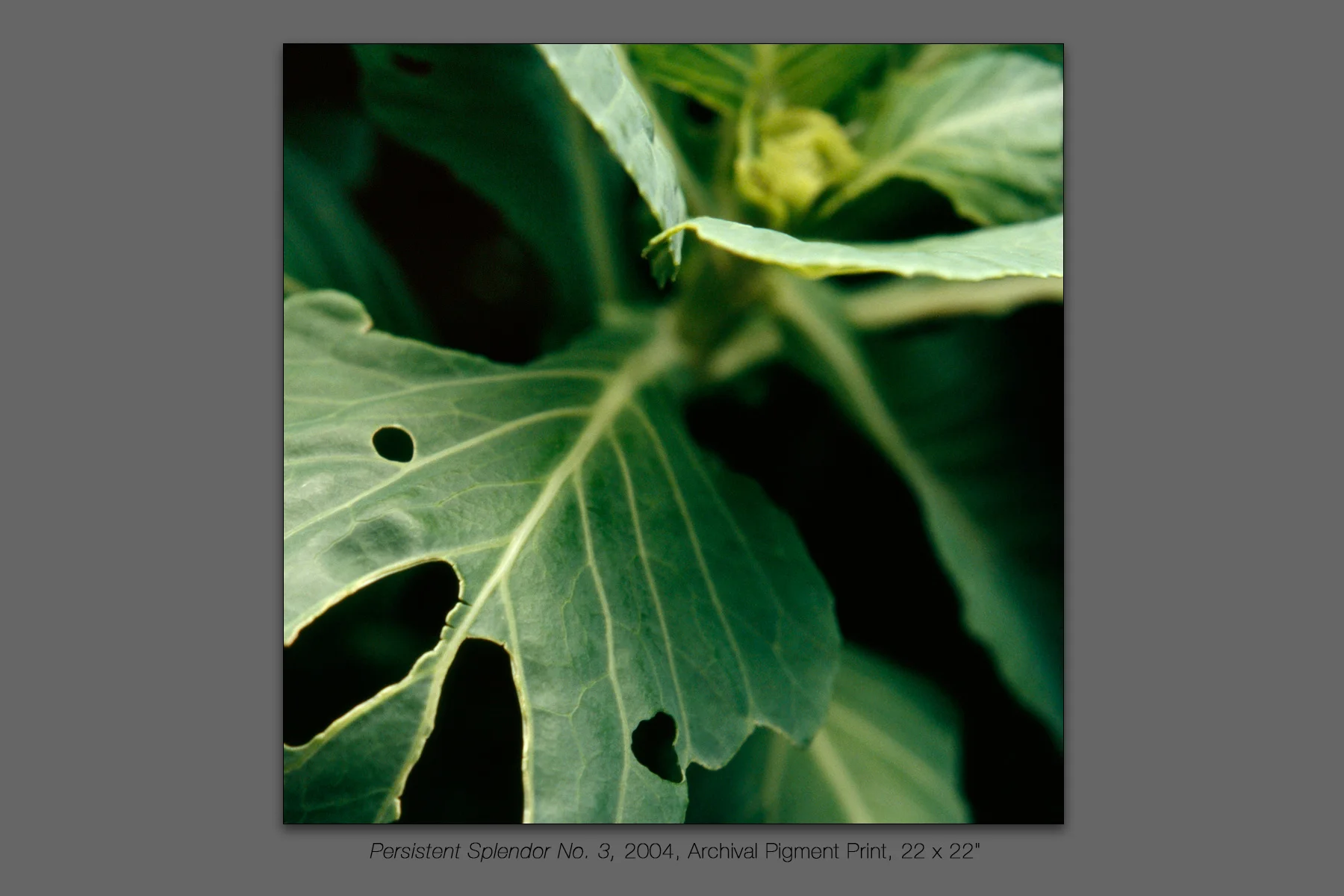 Persistent Splendor No. 3, 2004