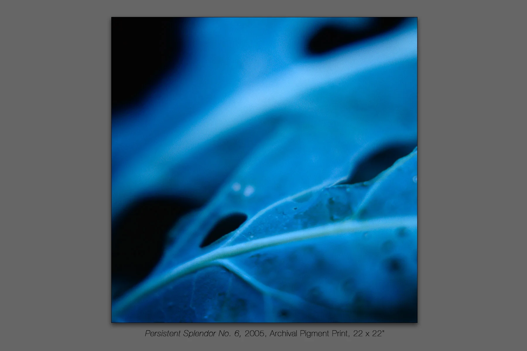 Persistent Splendor No. 6, 2005
