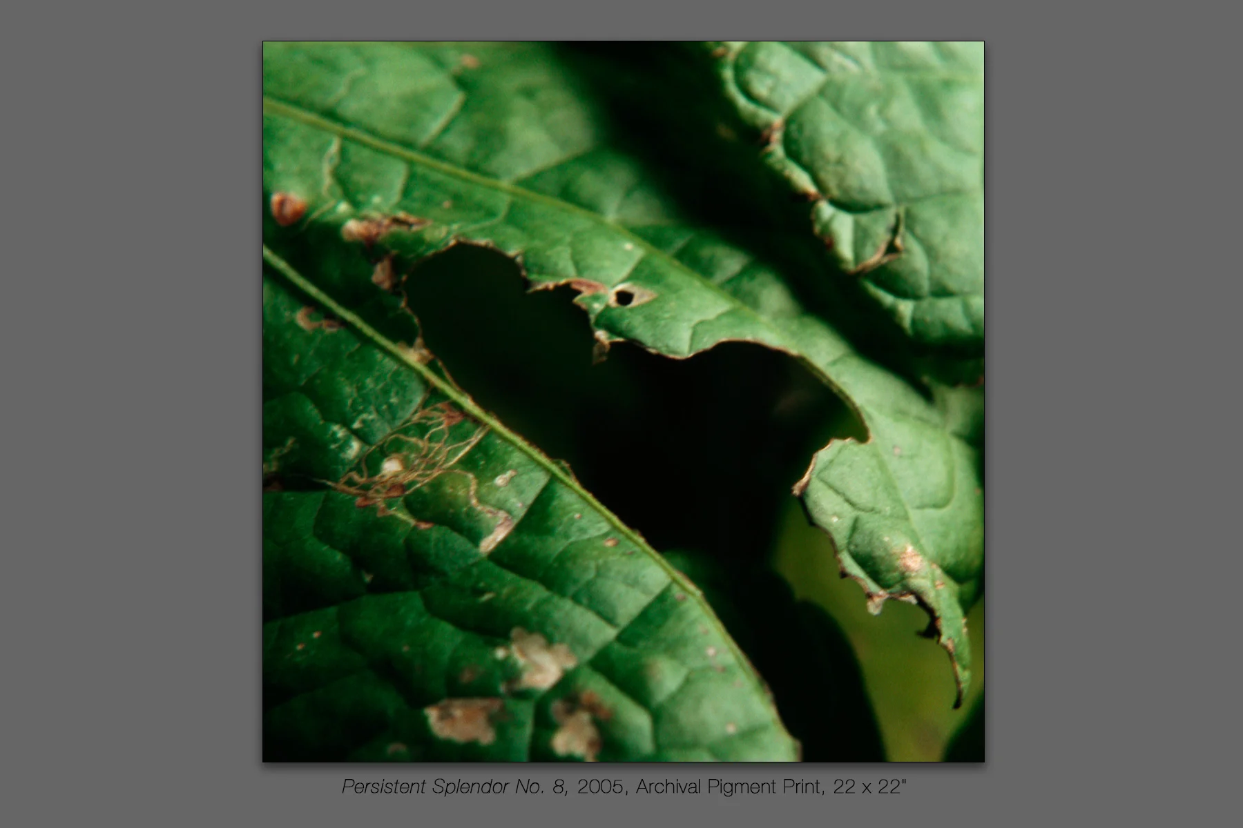 Persistent Splendor No. 8, 2005