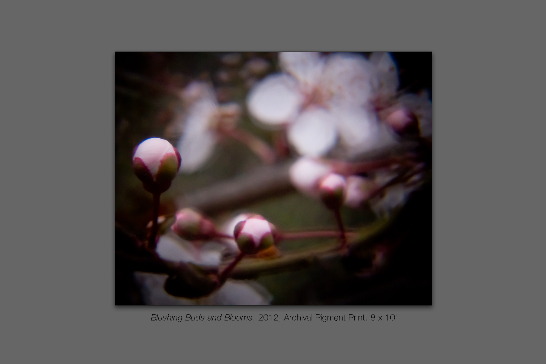 Blushing Buds and Blooms, 2012