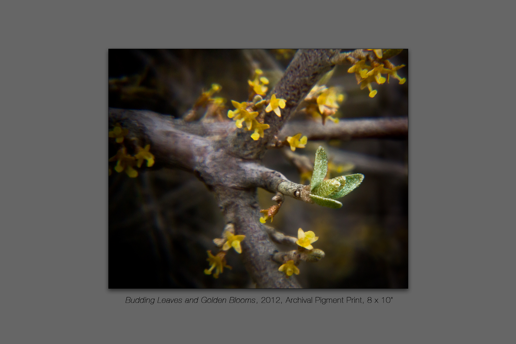 Budding Leaves and Golden Blooms, 2012