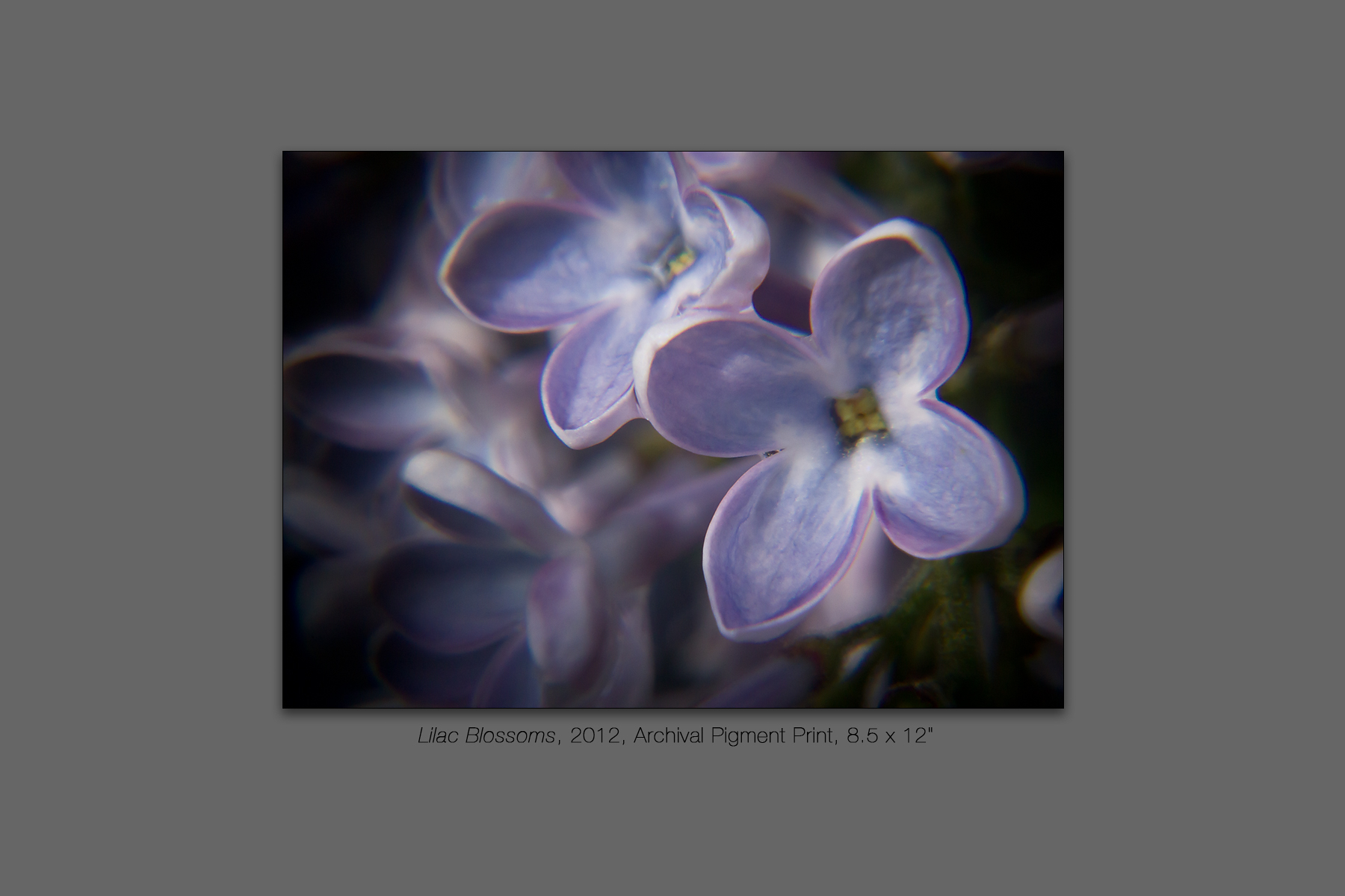 Lilac Blossoms, 2012
