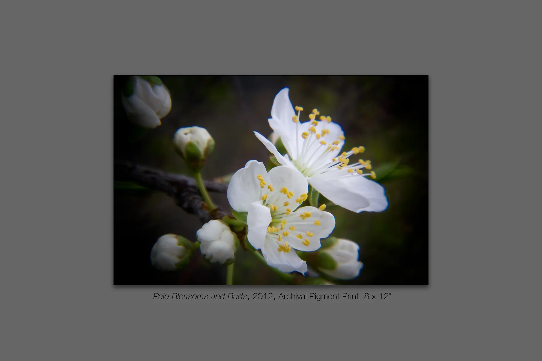 Pale Blossoms and Buds, 2012