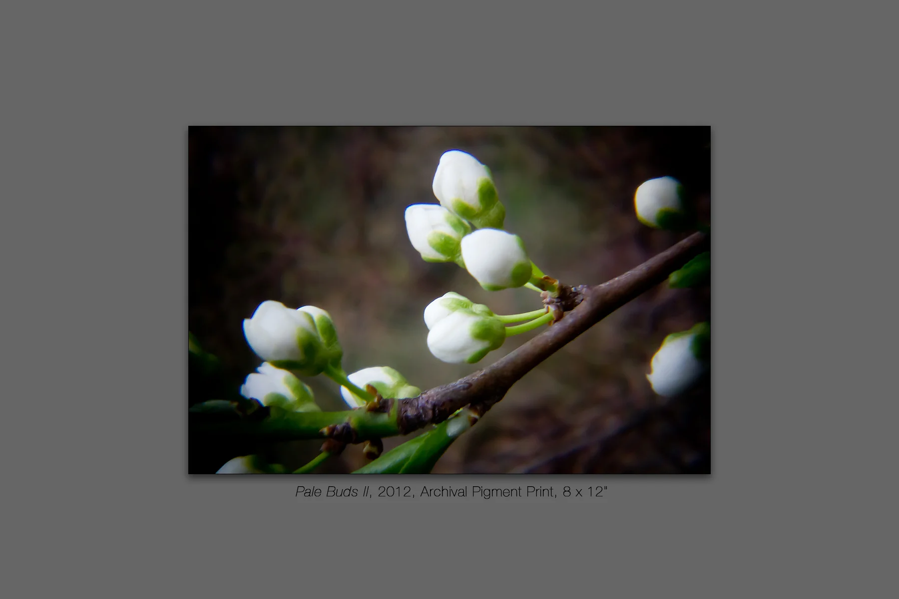 Pale Buds II, 2012