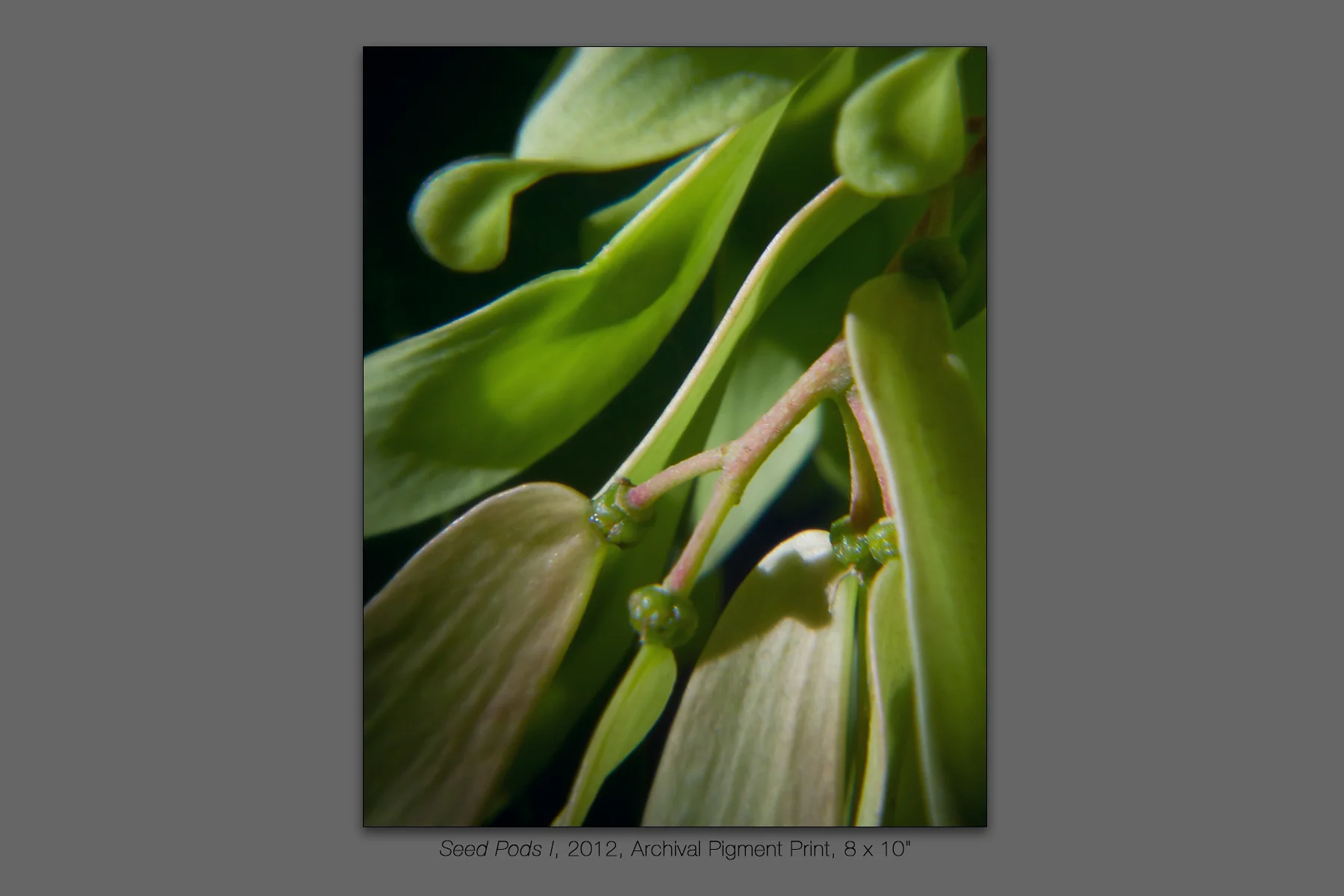 Seed Pods I, 2012