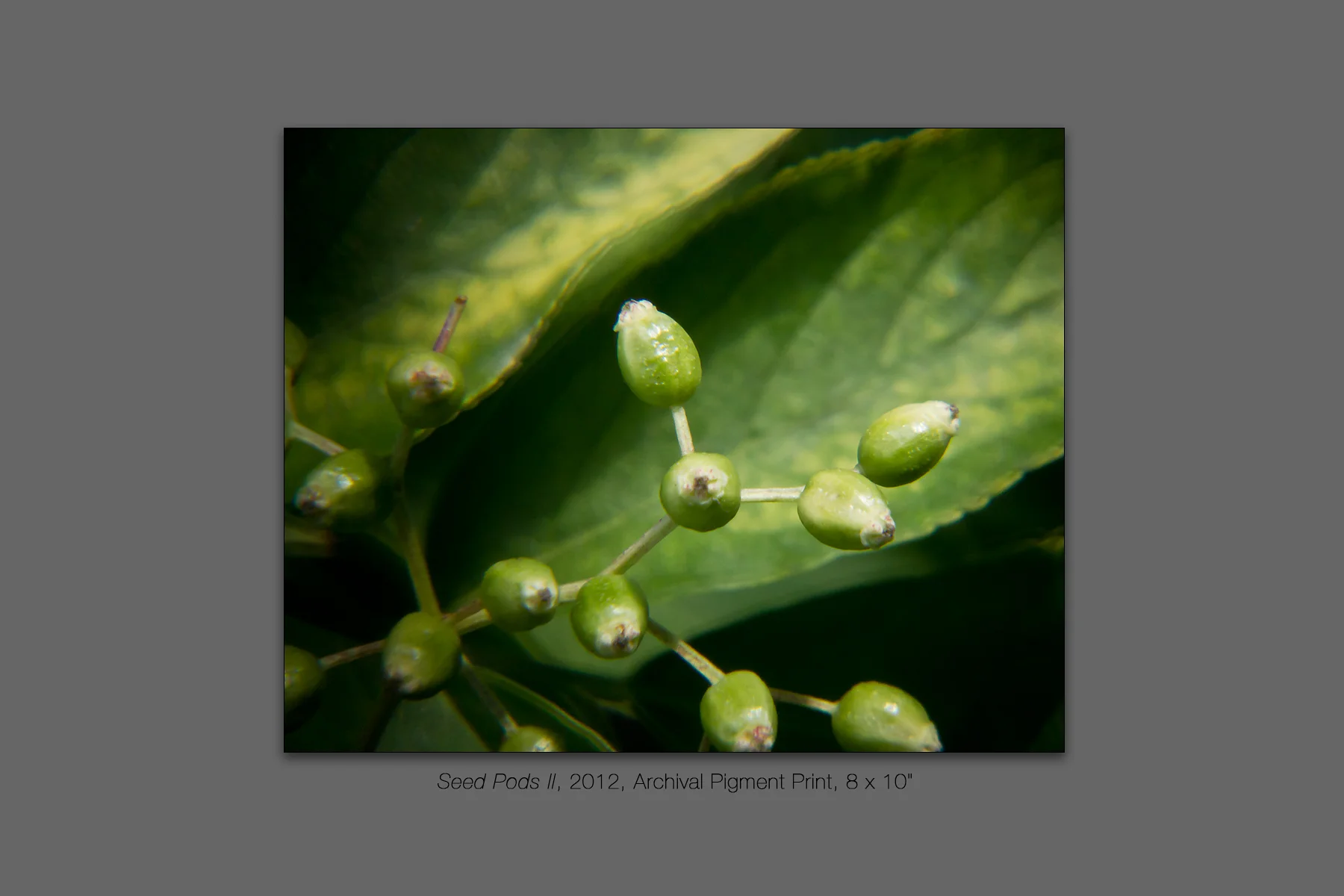 Seed Pods II, 2012