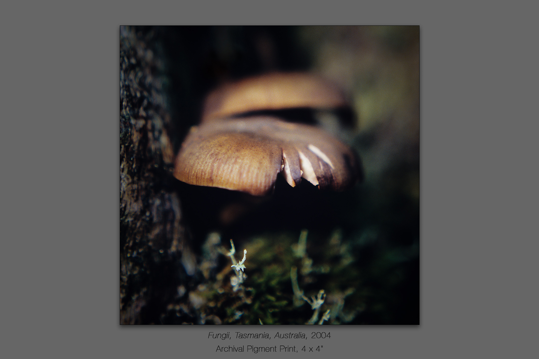 Fungii, Pandani Rain Forest, Tasmania, Australia, 2004