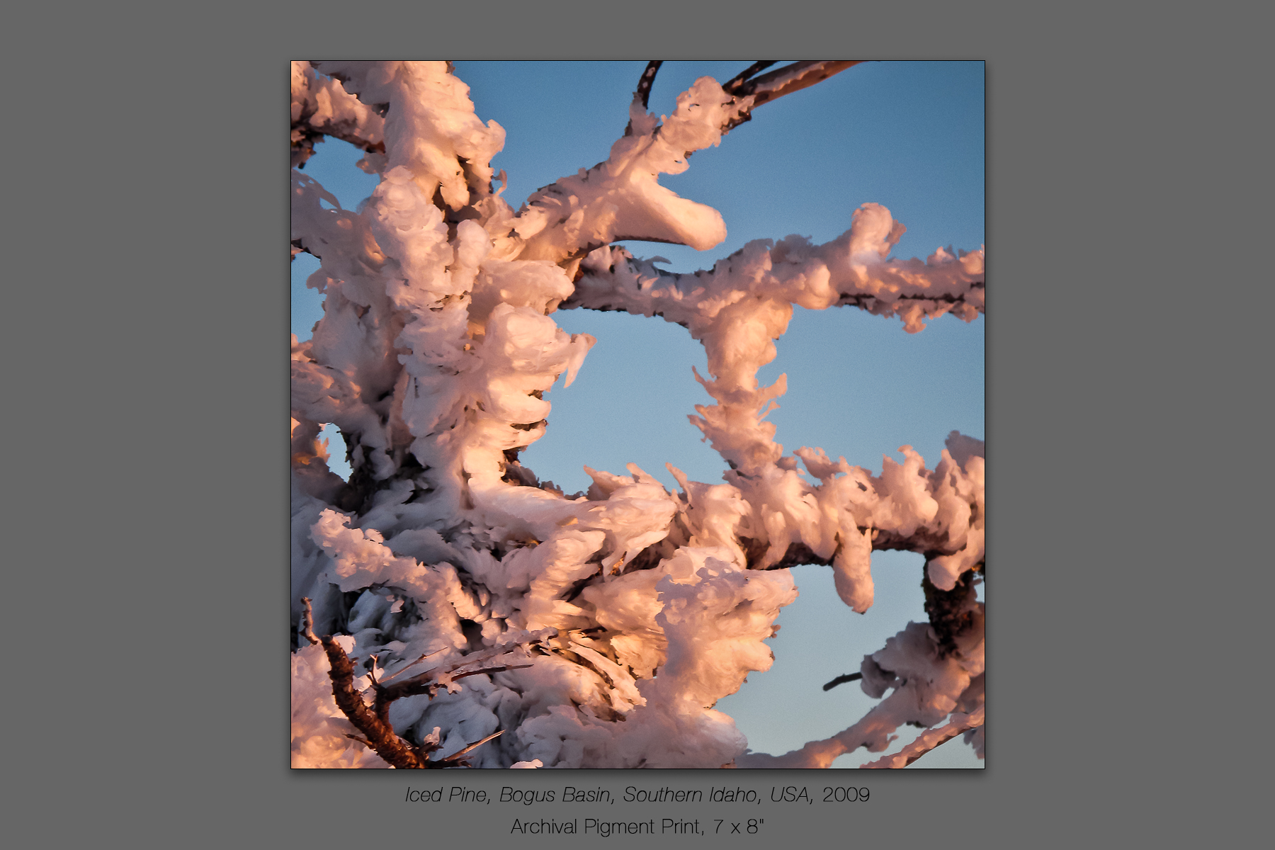 Iced Pine, Bogus Basin, Southern Idaho, USA, 2009