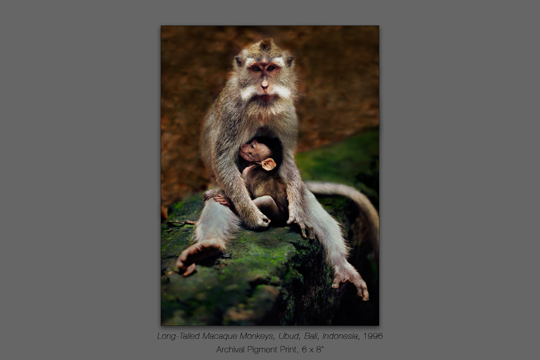 Long-Tailed Macaque Monkeys, Ubud, Bali, Indonesia, 1996