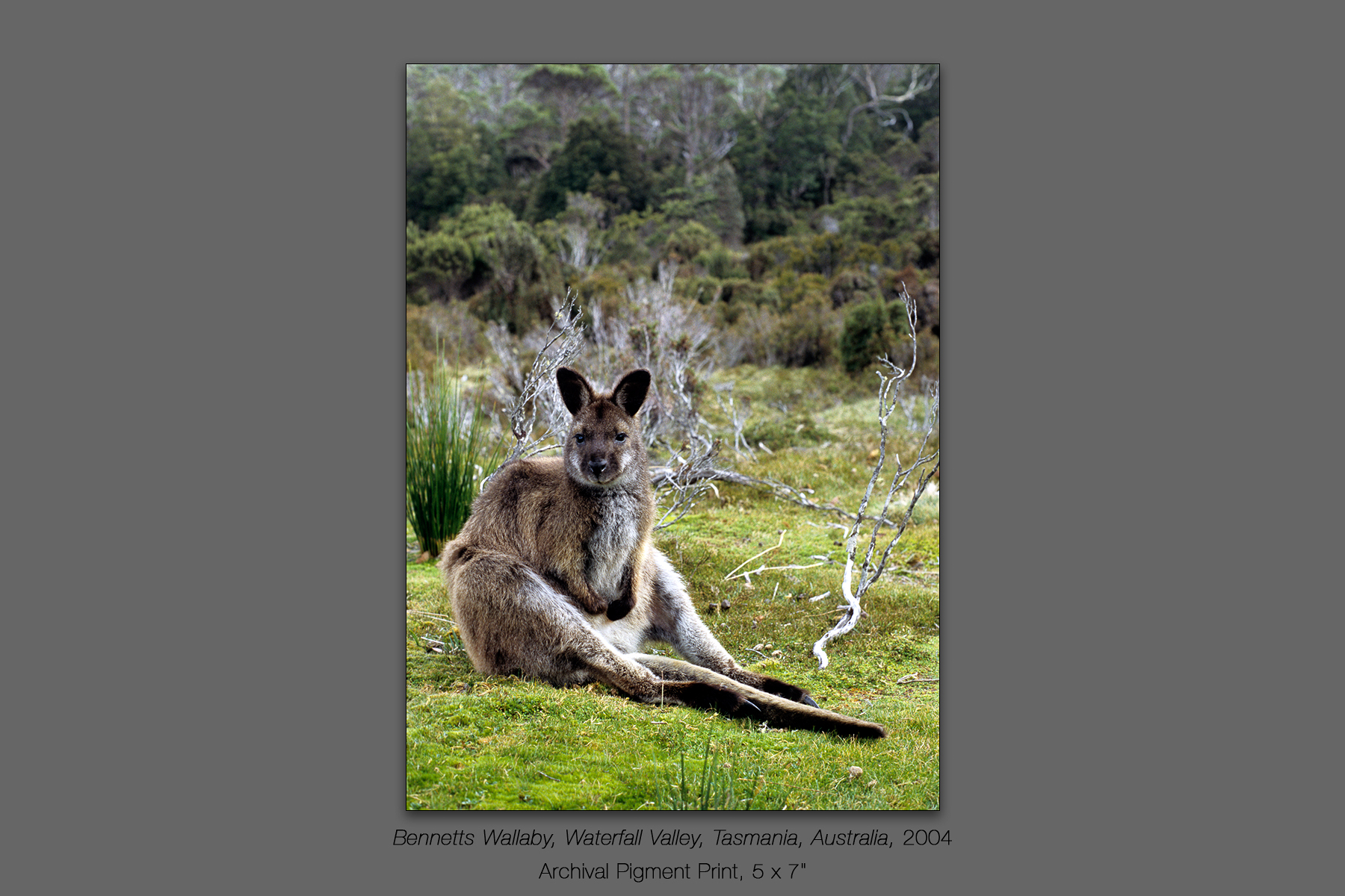 Bennetts Wallaby, Waterfall Valley, Cradle Mountain - Lake St. C
