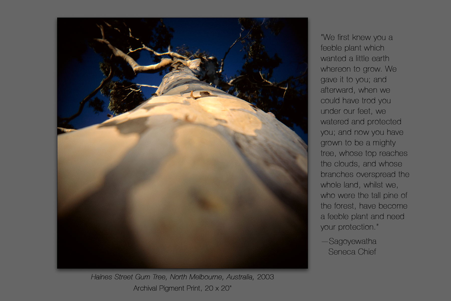 Haines Street Gum Tree, North Melbourne, Victoria, Australia, 20