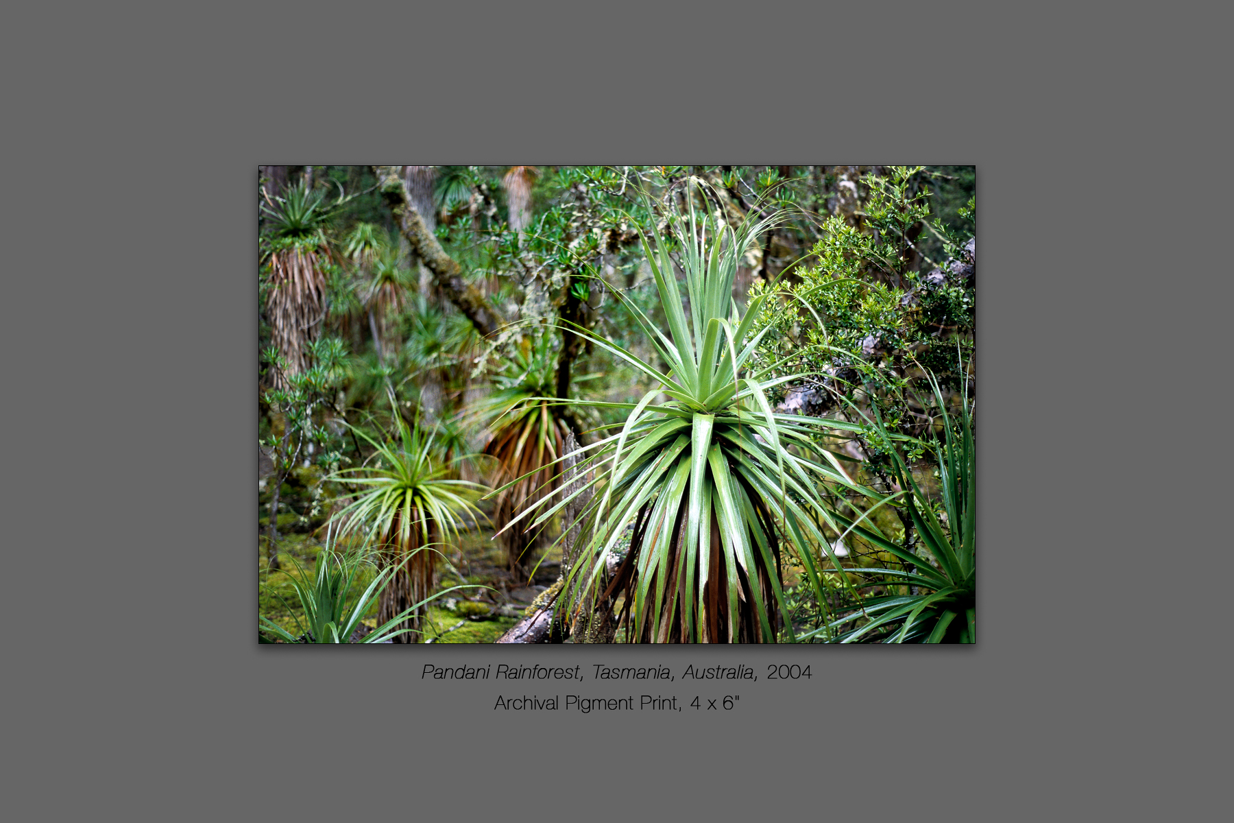 Pandani Rainforest, Cradle Mountain - Lake St. Clair National Pa