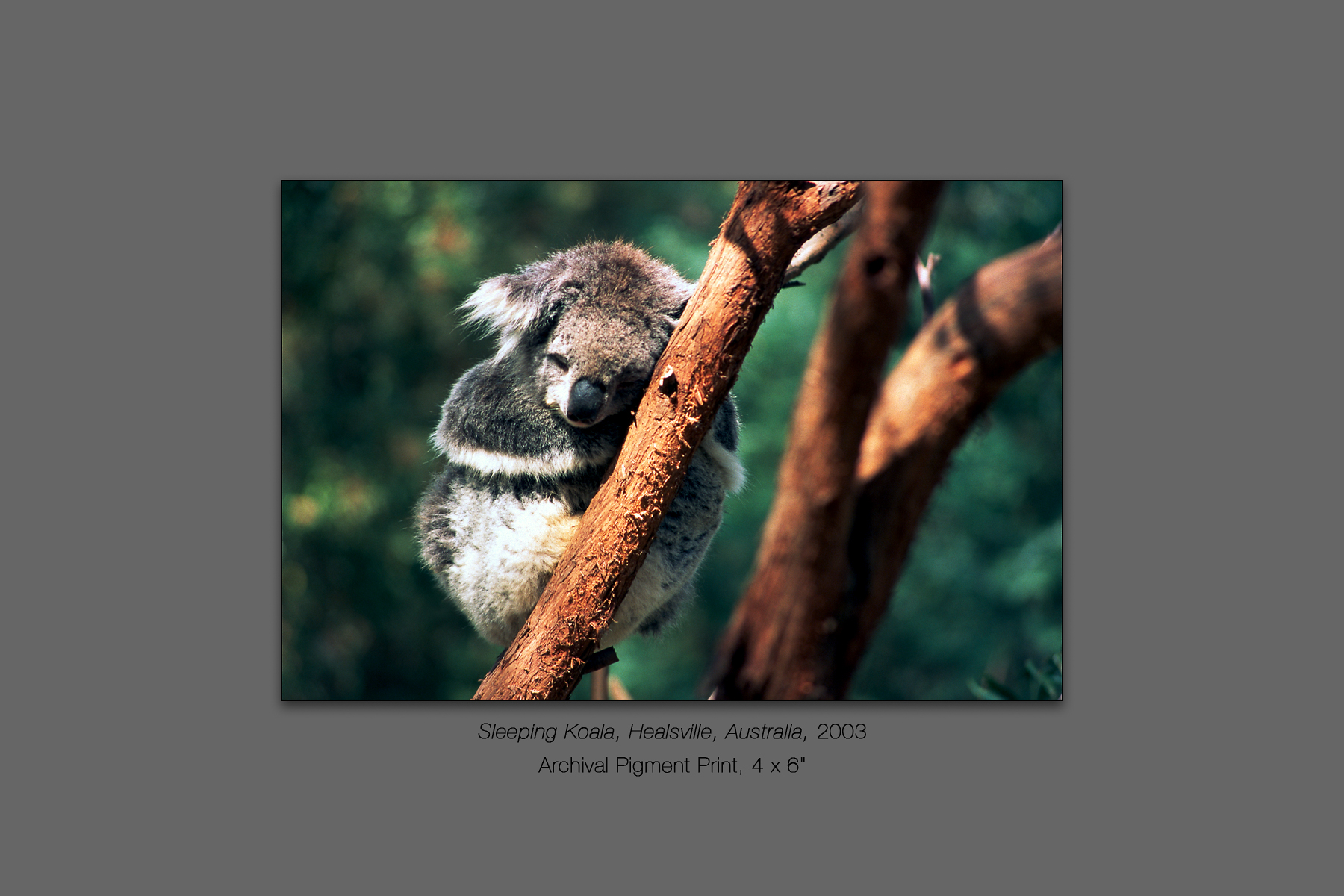 Sleeping Koala, Healsville, Victoria, Australia, 2003