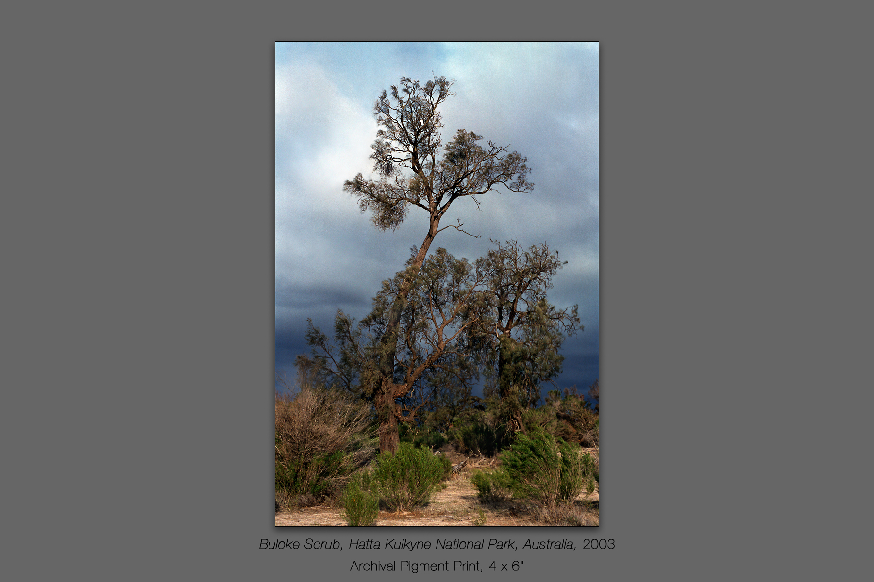 Buloke Scrub, Hatta Kulkyne National Park, Victoria, Australia, 